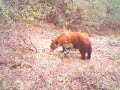 San Gabriel bear