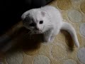 Scottish Fold????????????? Scottish Fold?????????????