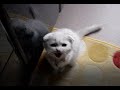 Scottish Fold 【ご飯の催促は激しく!】