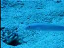 Sand Tilefish in Bahamas Sand Tilefish in Bahamas