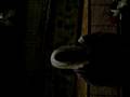 videos de videomessaggio talebano per Benny!!