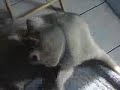 My wolf :)