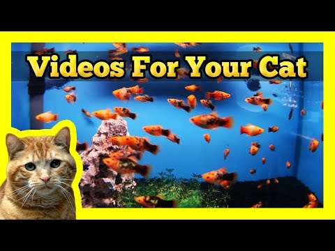 Videos for Cats – Spotted Orange Mollies in a Fish Tank