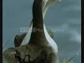 albatross-is-all-hope-lost-.html