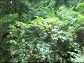 S5IS????????? by NATUROGIC KUKAN