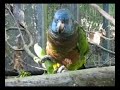 Parrot enrichment Parrot enrichment