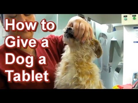 how to administer worming tablets to dogs