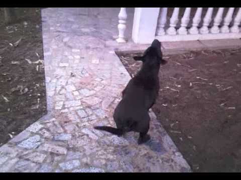 bandog