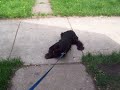 Buddy Dog Opens A Bottle Buddy Dog Opens A Bottle
