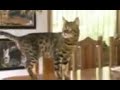 bengal   maine coon