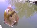 Gary Engberg Fishing Report Bluegills on Lake Mendota 4-24-0 Gary Engberg Fishing Report Bluegills on Lake Mendota 4-24-0