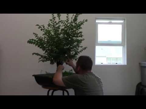 how to fertilize chinese elm bonsai