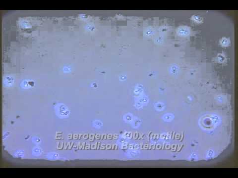 how to isolate enterobacter aerogenes