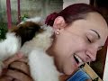 SunVale primeiro xixi na Rua de um Lhasa Apso SunVale primeiro xixi na Rua de um Lhasa Apso