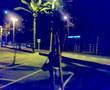 Benavent vS Arbol