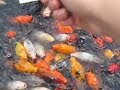 fishes fishes