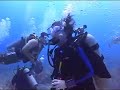 Roatan Shark Dive