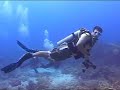 Roatan Shark Dive