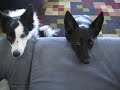 Hali the Border Collie and Blink the Mutt dog- cute tricks!