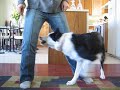 Hali the Border Collie and Blink the Mutt dog- cute tricks!