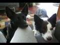 Hali the Border Collie and Blink the Mutt dog- cute tricks!