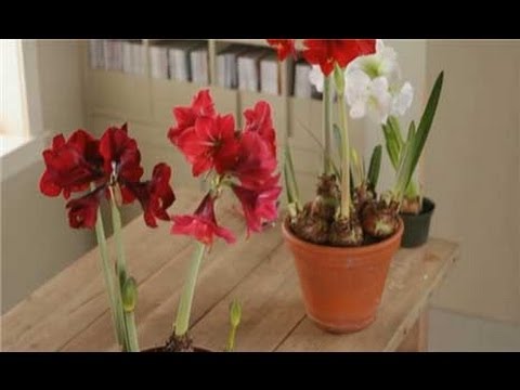 how to fertilize amaryllis plants