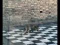 videos de Fox at BST