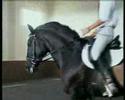 P.S.Lusitano - Sueste