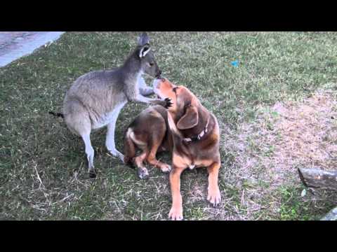Dog and Roo caught SMOOCHING!!