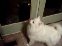 Pablo looks for Pawpaw Troy