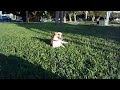 Bella Sola The Puggle, Miko & Ocean Island Park Sarasota, Fl Jan 6 2009 Bella Sola The Puggle, Miko & Ocean Island Park Sarasota, Fl Jan 6 2009