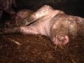Schweinemast Krämer