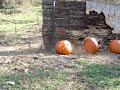 American 180 vs pumpkin Happy Halloween
