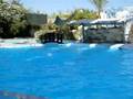 Pokaz delfinów w  Sharm El Sheikh SUPER cz.10