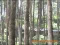 Padusan Forest - Mojokerto - East Java