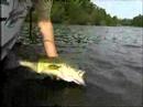 Lindners Shaky Worming for Bass