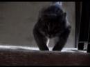 Dante the Fetch and Retrieve Cat Dante the Fetch and Retrieve Cat
