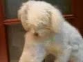 perros caniches