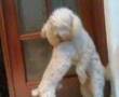 Caniche video