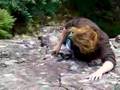 Wild Monkeynut 1