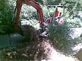 Mini Excavator Bamboo removal Royal Botanical Gardens Sydney