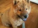 chow chow chow chow
