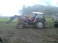 Buraki cukrowe Buraki cukrowe