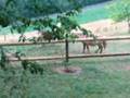 Minis playing!