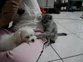 Funny Cat Hits the Dog Funny Cat Hits the Dog