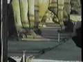 Elephant abuse under the big top at Ringling Brothers circus