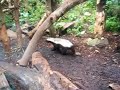 Ratel @ Edinburgh Zoo