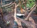 Ratel @ Edinburgh Zoo