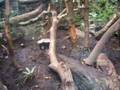 Ratel @ Edinburgh Zoo