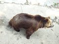bear in the zoo